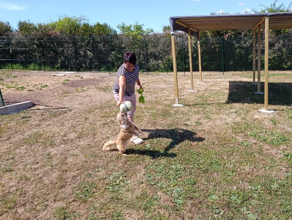 Chien qui joue