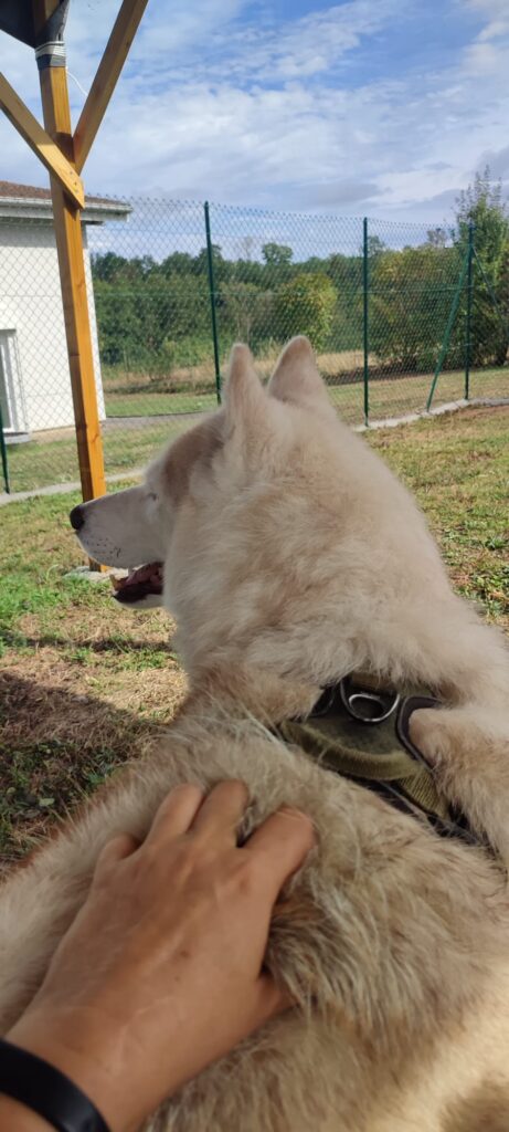 Chien blanc